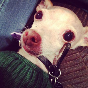 Jenner dog, Twitter Jenner dog, Twitter
